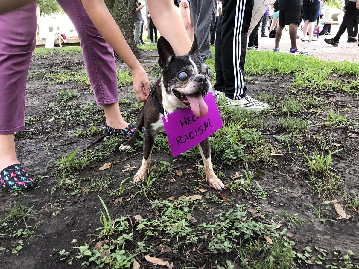 Heck racism 🐶

#dallasprotest