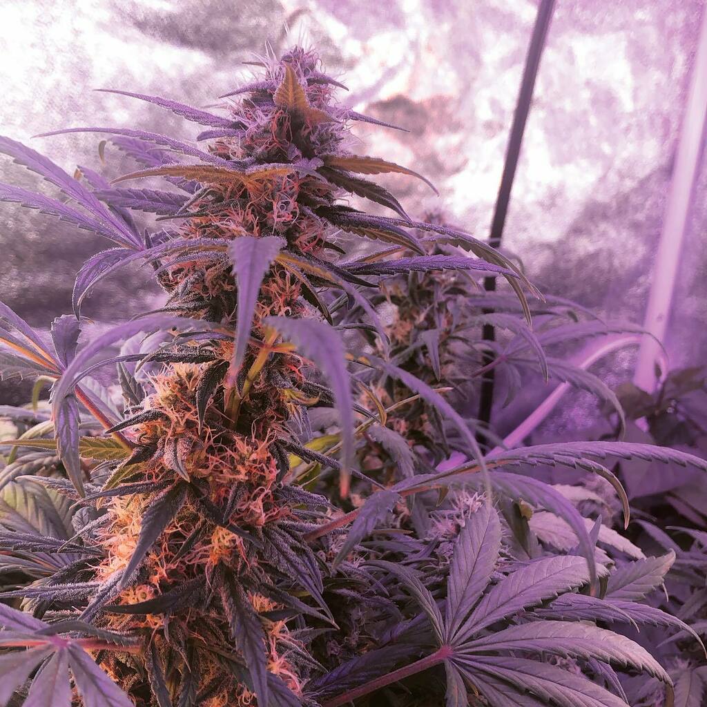 KaoruTHC's tweet photo. I think is going well...yet :) It needs to be more frosty though.
DAY-68
#pineappleexpress #IGTW https://t.co/iakpiFlLdz https://t.co/SPJdiY7RBR