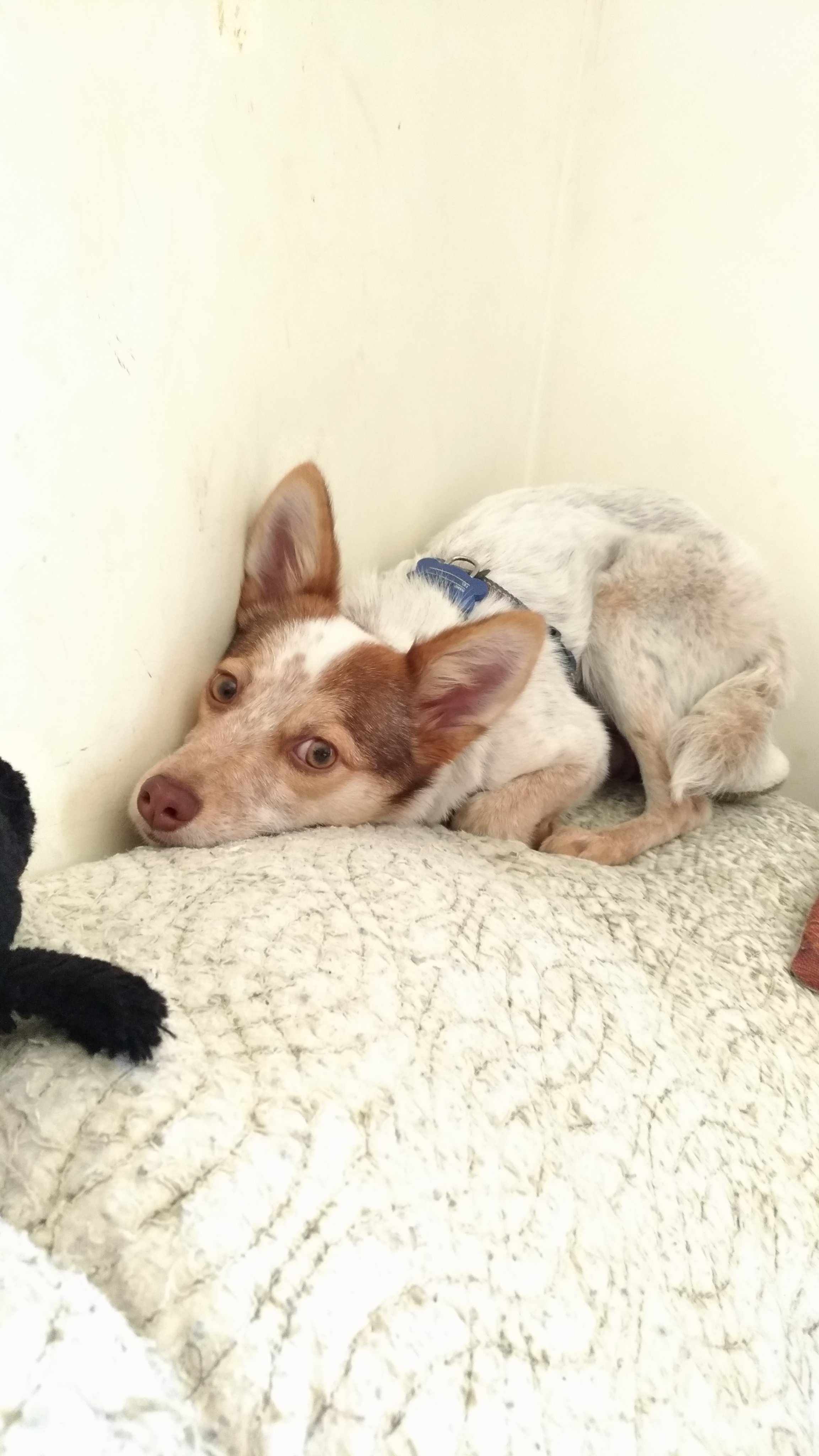 Realyuko 9月5日朝6時埼玉県三芳パーキング下りで犬が脱走しました 全く何も情報なし 大きいところには連絡済み ミックス 男の子 名前はトビー 特徴 小型犬 痩せがた 怖がり 犬は好き 体は白頭は茶色 情報をお寄せください 迷い犬 迷子犬