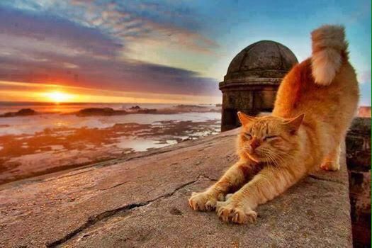 Cats have Enormous patience with the limitations of the human mind. ~Cleveland Amory #cats #catsoftwitter
🤘😜🤘😺🤘