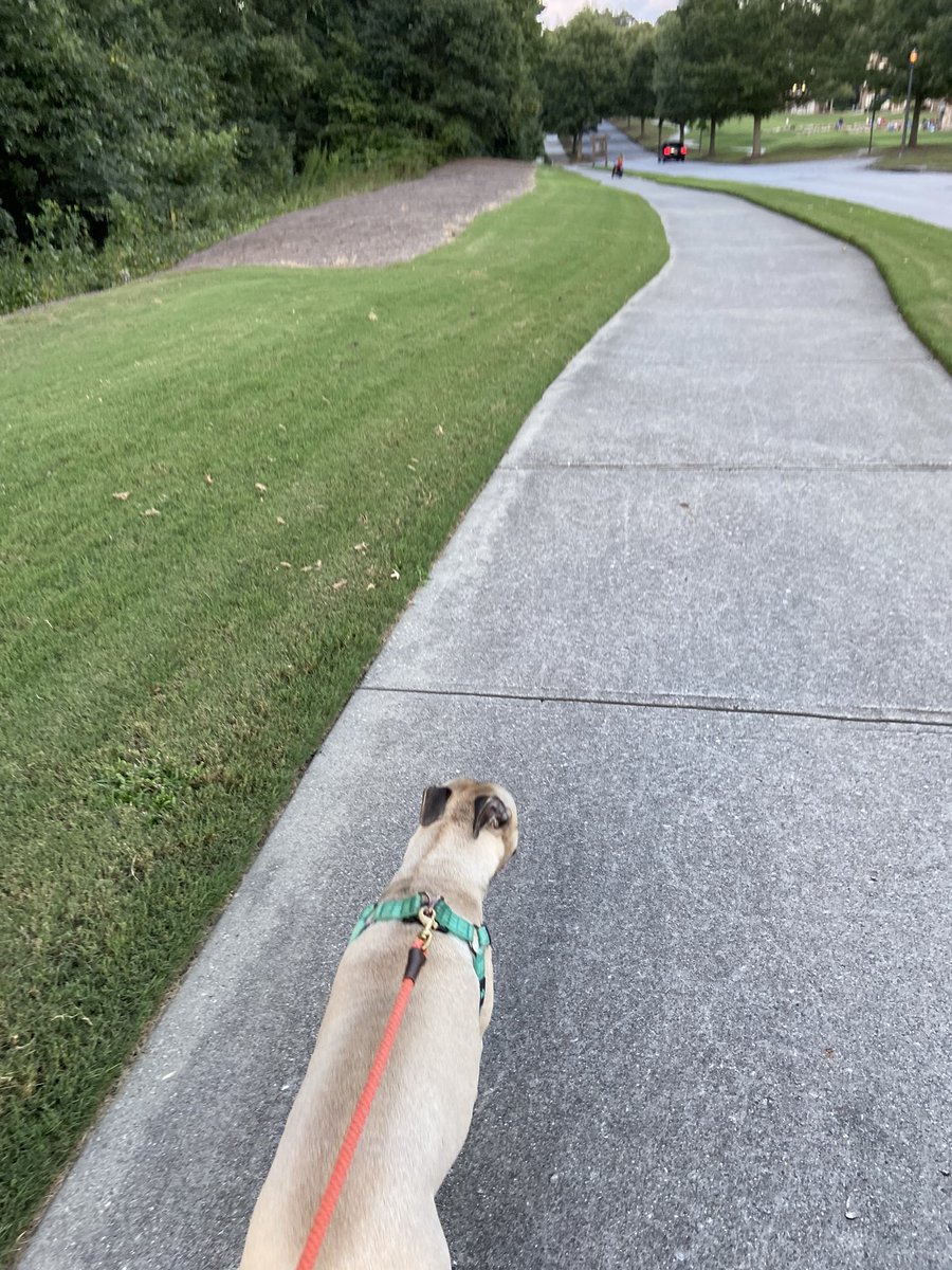johnjen41749554's tweet photo. Walking my best friend #NLAstepchallenge https://t.co/WpZgovyH4W
