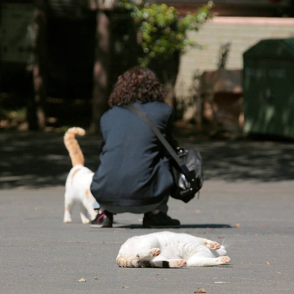 おねいさ～ん
「こっちも頼むよ～！」
#ねこ #猫 #cat #gato #chat #外猫 #straycat #ねこ部 #ふわもこ部 #猫好きさんと繋がりたい #cutecats #followme instagr.am/p/CExhMRqJ1F0/