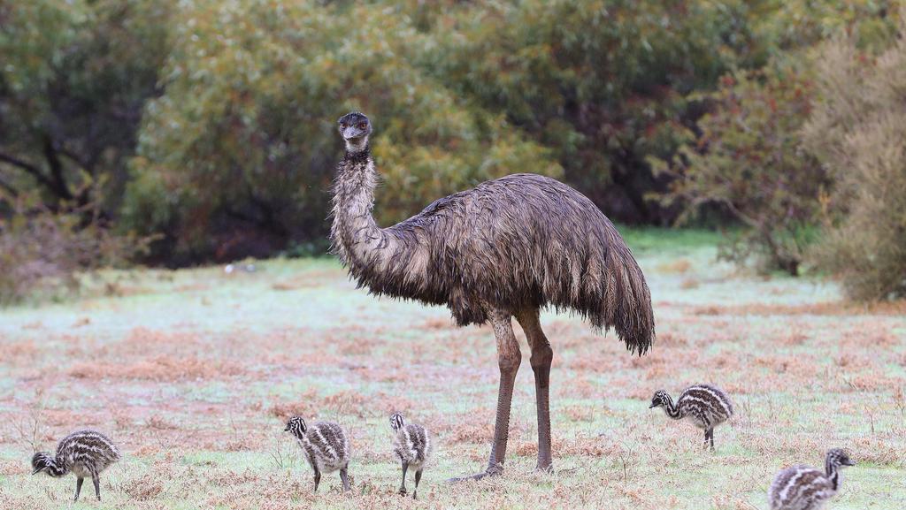 Thinking of all the emu dads out there who are currently trying to manage ~10 tiny stripey rascals as a single parent! Keep up the good work!

#fathersday2020