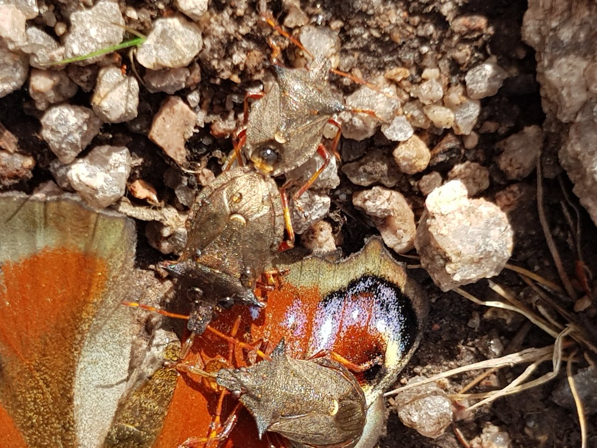 IAMalone0105's tweet photo. Not only feeding but mating as well !! @BuglifeScotland https://t.co/hroRQkMupb