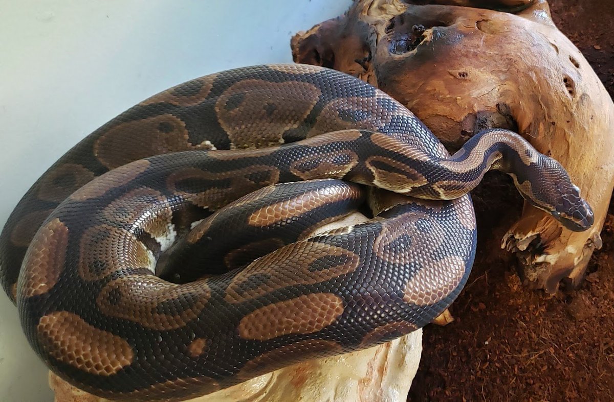 SLE Photo tweet media