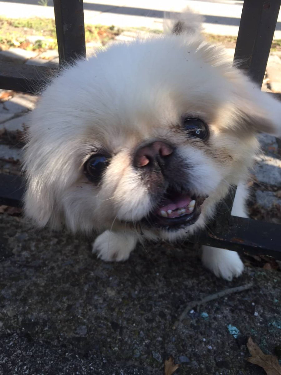 CursedCurry's tweet photo. Someone stuck their head through the fence at the park 🐶 https://t.co/PCferBiiTu