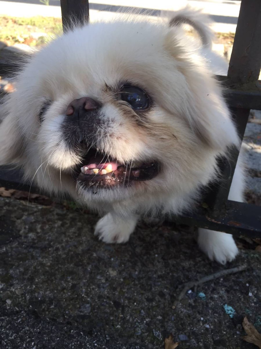 CursedCurry's tweet photo. Someone stuck their head through the fence at the park 🐶 https://t.co/PCferBiiTu
