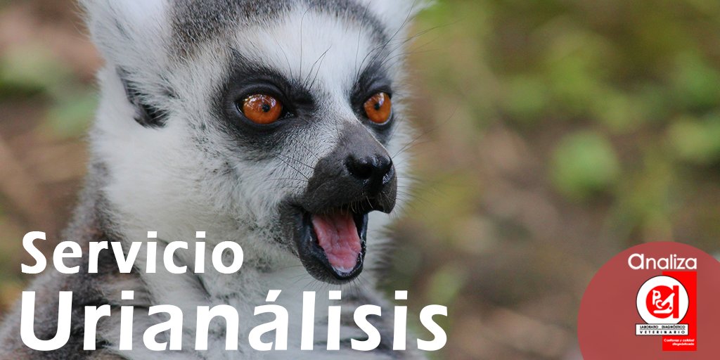 Conoce nuestros servicios de #Urianálisis:

- #Análisis de cálculos
- Relación #proteina / creatinina
- #Urianálisis
- Relación #cortisol / #creatinina
- Otros

#Conoce más de #Laboratorio #Veterinario #Analiza 👩‍🔬

💻Entra a: bit.ly/2ZVTUqA