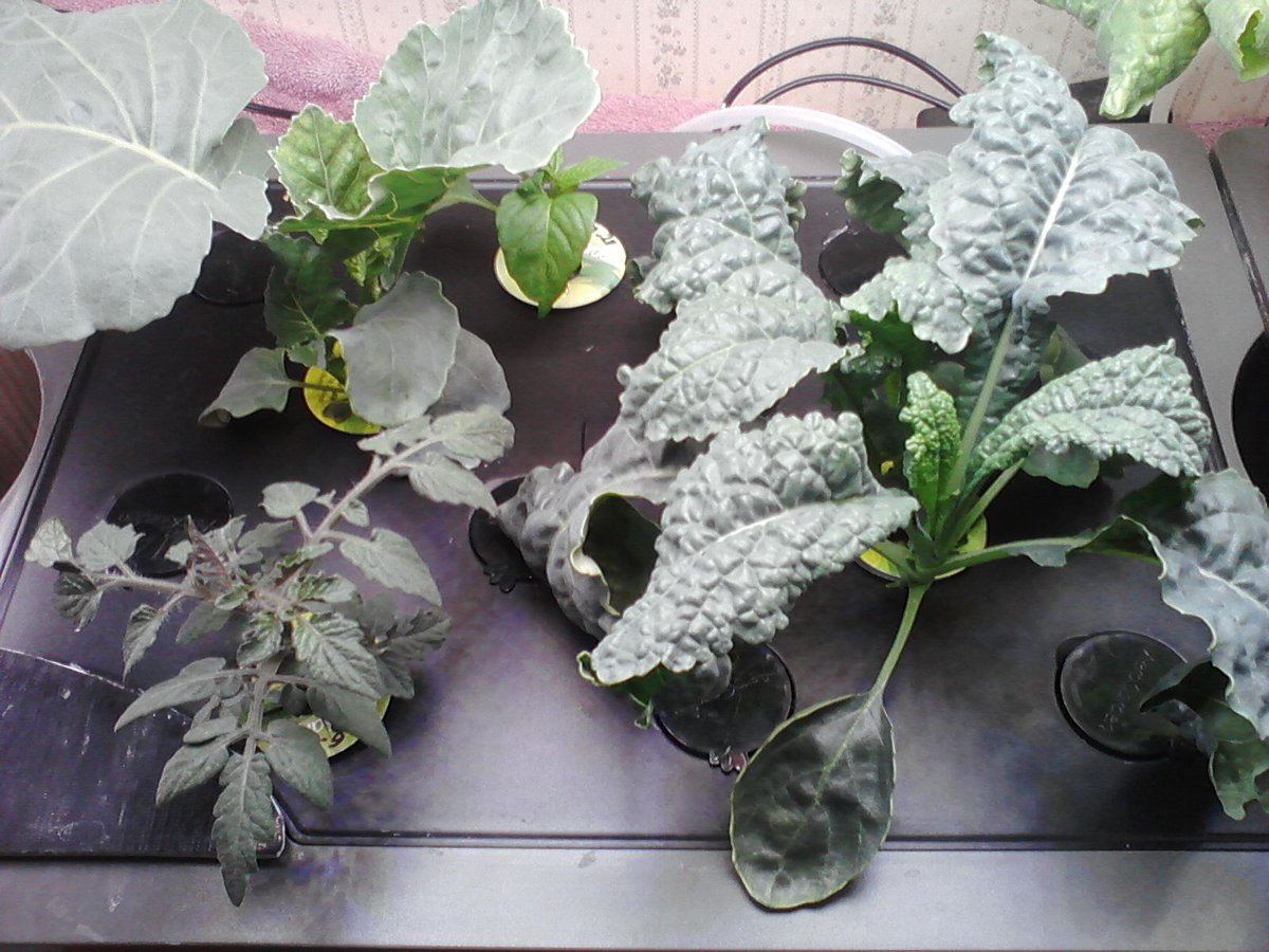 150) Just a quick  #Aerogarden update today; tomatoes tomorrow.Here's 2 Kale pods; an Anaheim Chili; & a TinyTim tomato I removed from/Harvest b/c it wasn't doing well. Again, TT will be in Bounty soon & AC to Farm XL soon. KaleMixPod didn't provide the frilly kale I wanted....