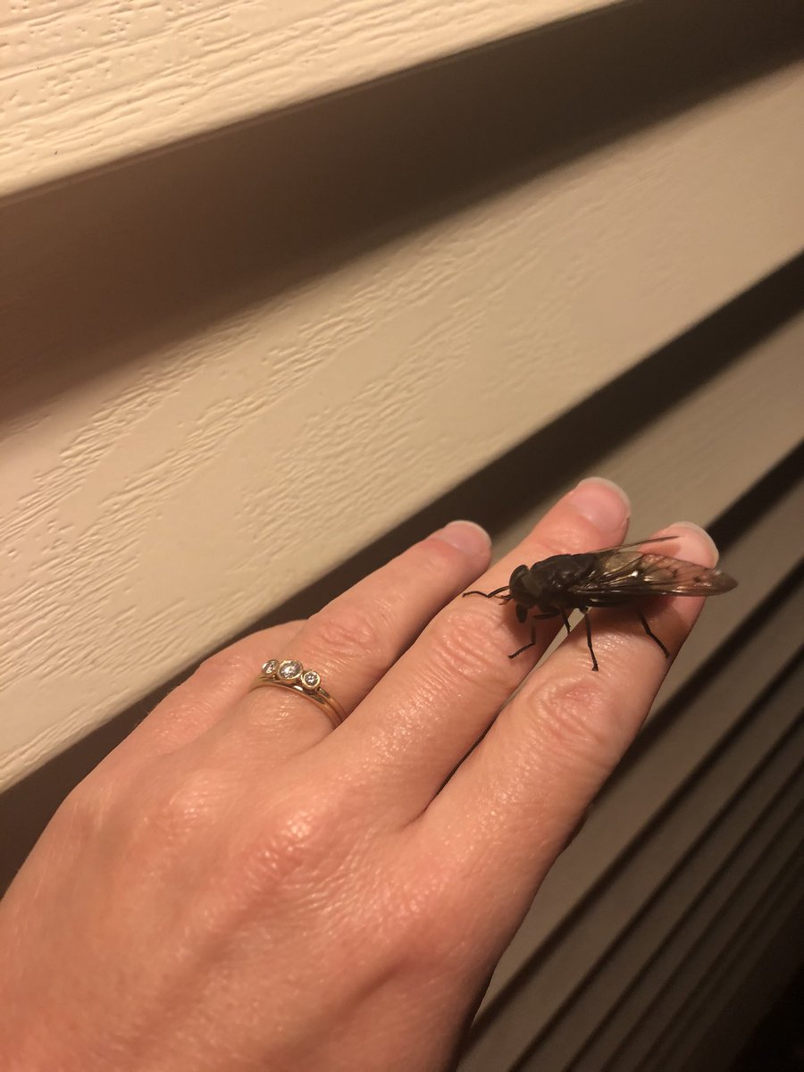 No_See_Em's tweet photo. When you hear your husband and BIL talking about a bug by the porch light, “I think it’s a cicada...” Oh buddy, not quite... #tabanus https://t.co/ePz1LkHrQv