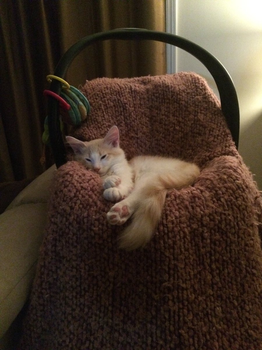 Imsoftandcuddly's tweet photo. Here’s a pic of Atlas when he was a kitten! Please help us out and vote for him to be featured in Catster Magazine! 🥺❤️ https://t.co/e2j2YhpMtk #cats #CatsOfTwitter #catsofinstagram #CatsoftheWeek https://t.co/jPmUCQdikm
