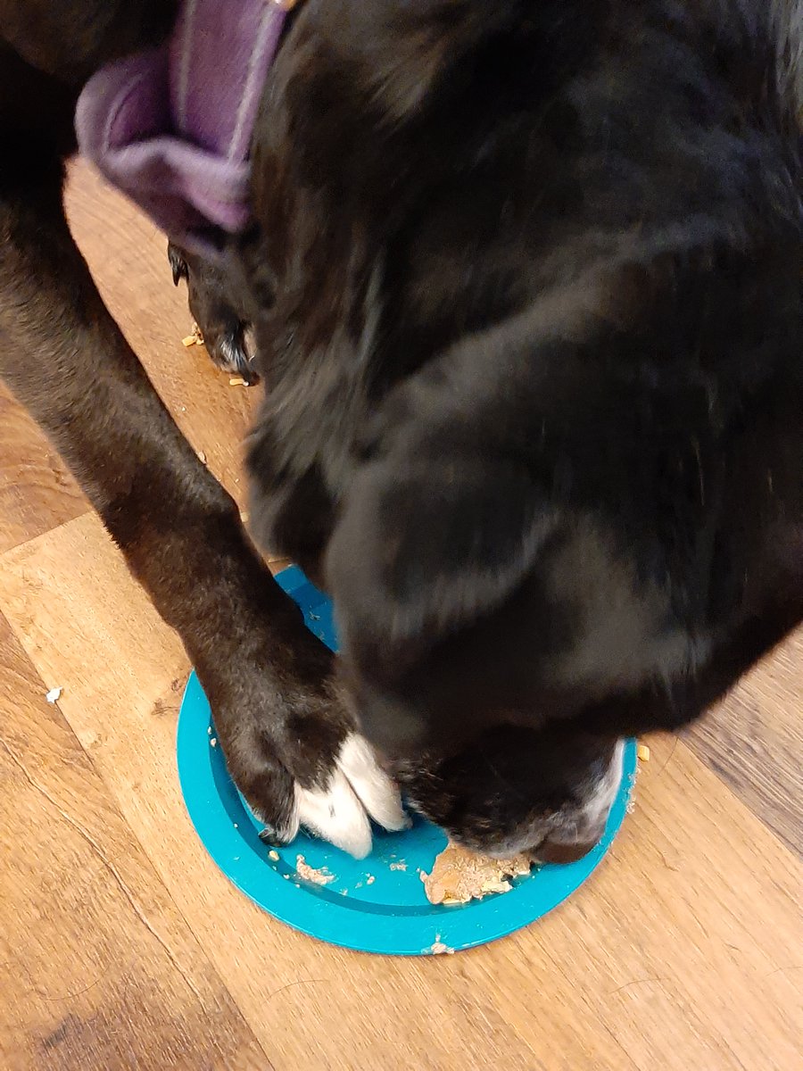 FifiFionaG's tweet photo. Can't let the plate get away! https://t.co/OOYQE6GgpA