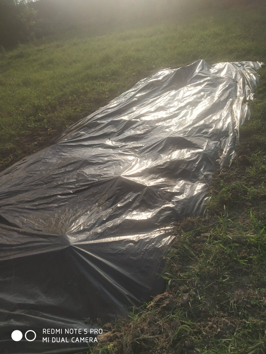 vaagrofarm's tweet photo. Soil Solarization Method @vaagrofarm 
Don't Panic! Go Organic! 🌾🍃
#vaagrofarm #agriculture #OrganicFarming #vegan #veggies https://t.co/JxrMfzpLIv