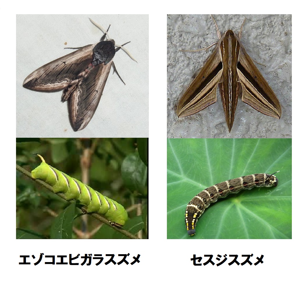 Tink Thank Yuyu Google レンズで調べたらそれぞれ エゾコエビガラスズメとセスジスズメという 蛾の 幼虫でした T Co Xtx7dgu32k Twitter Tink Thank Yuyu Google レンズで調べたらそれぞれ エゾコエビガラスズメとセスジスズメという 蛾の 幼虫でした T Co Xtx7dgu32k Twitter