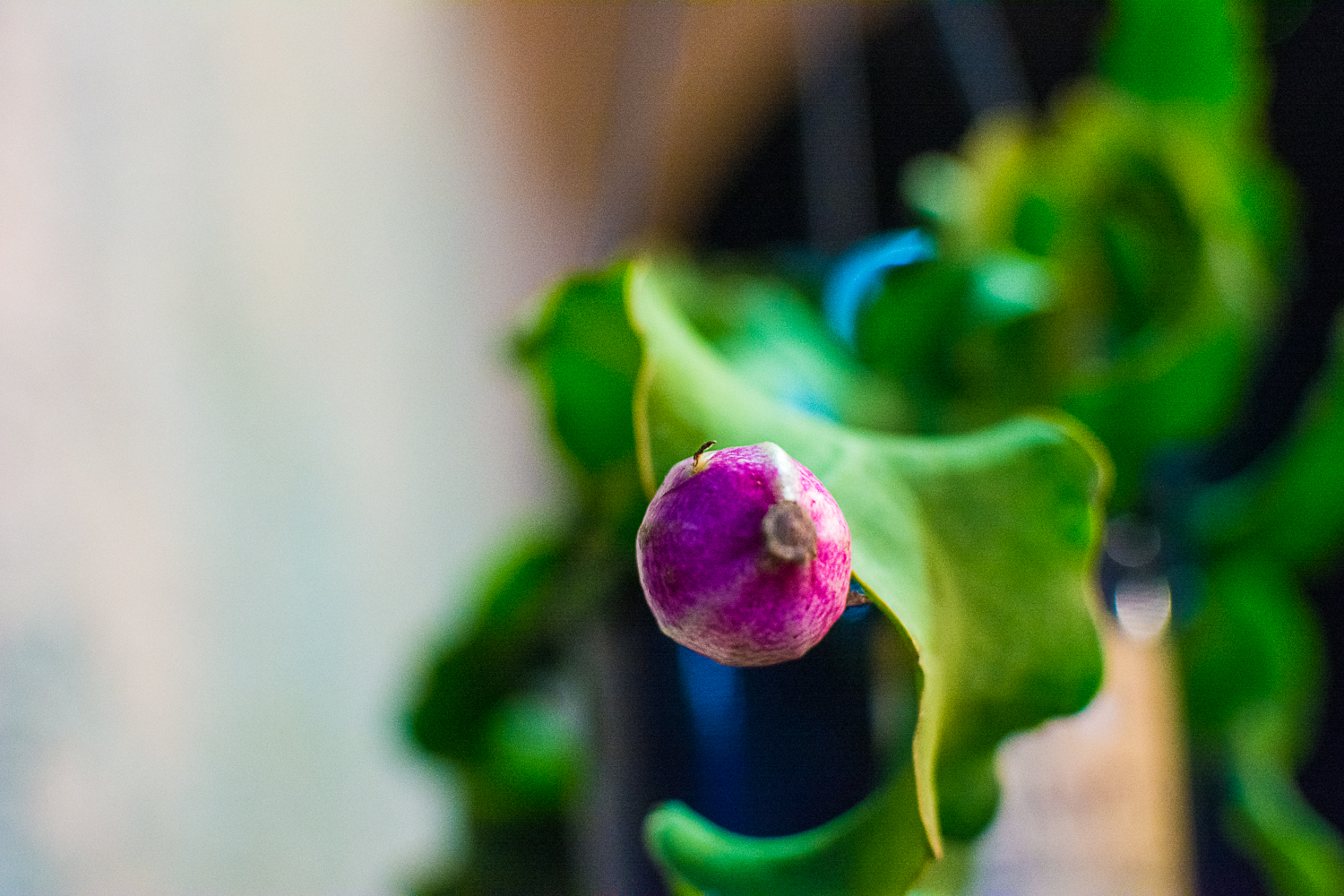 花と緑のお店 Greenmind エピフィルム グアテマレンシス 長すぎる名前 笑 南米グアテマラ原産のサボテンで別名はクジャクサボテン うねうねした葉がクジャクっぽいのかなぁ ドラゴンフルーツの仲間で ピンクの実がなります 触ると想像以上に