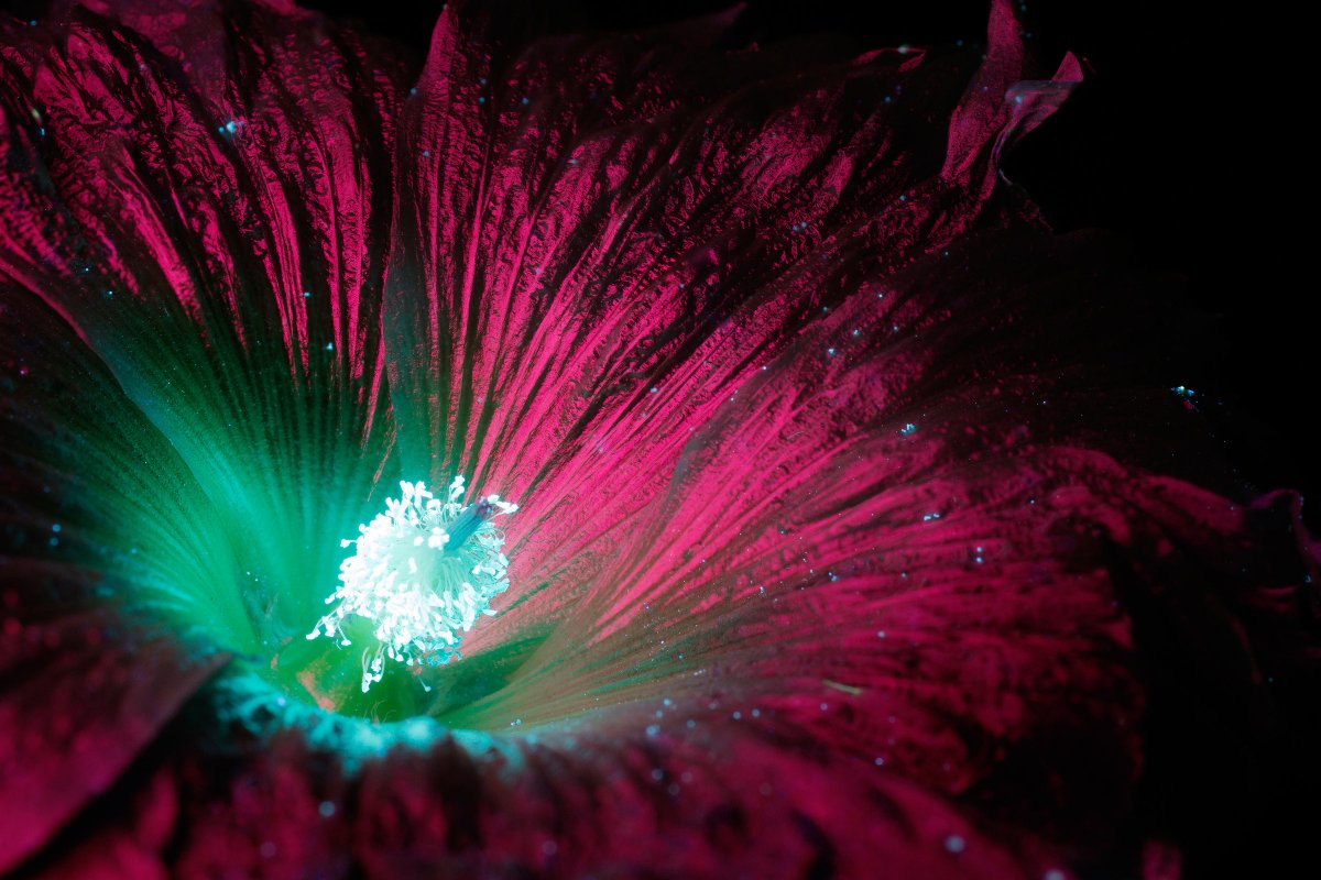 WIRED's tweet photo. All plants reflect an ultraviolet light that's invisible to the human eye. This dazzling photo series makes that invisible light visible: https://t.co/UYrVOToQDc
📸: Craig Burrows https://t.co/9Sy1QTy2dT