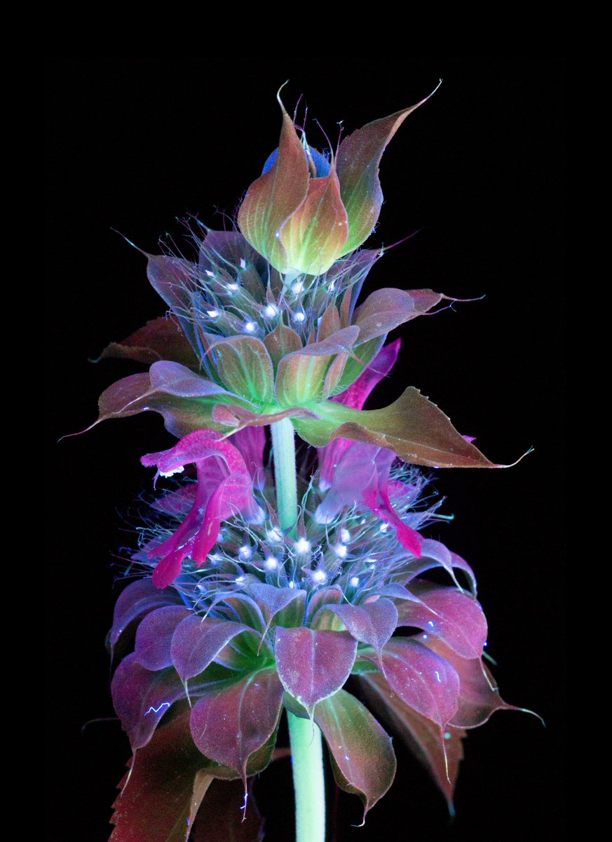 WIRED's tweet photo. All plants reflect an ultraviolet light that's invisible to the human eye. This dazzling photo series makes that invisible light visible: https://t.co/UYrVOToQDc
📸: Craig Burrows https://t.co/9Sy1QTy2dT