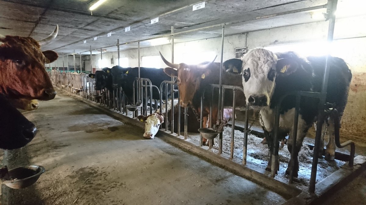 有 ハイジ牧場 1頭だけやる気のない 牛さん ハイジ牧場 T Co Mltzgmtnmk Twitter