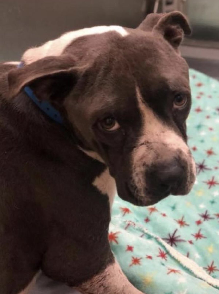 reddogsusie's tweet photo. #TN #MEMPHIS
🆘🆘DOG BITE WOUNDS & SWELLING!! Baby 18mo boy hw+ has wounds on his legs that need ongoing care! He is a very very sweet boy with the saddest face! Needs #RESCUE #PLEDGES #FOSTER or a very kind home!! Pls help him #MASA696
https://t.co/74MRj4xIGa https://t.co/FPkHPeS4HN