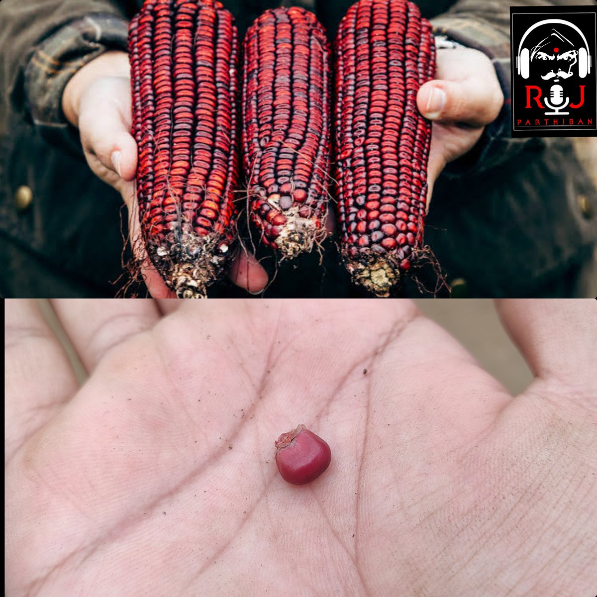 RJ_Parthiban's tweet image. I have got only two seeds of RED CORN and have planted one. Awaited to reap it's harvest and it's multiplication
#rj_parthiban #farmlife #redcorn