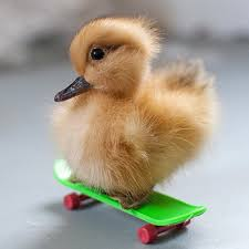 ExtractedName's tweet image. happy birthday luke
here is a picture of a duck skateboarding