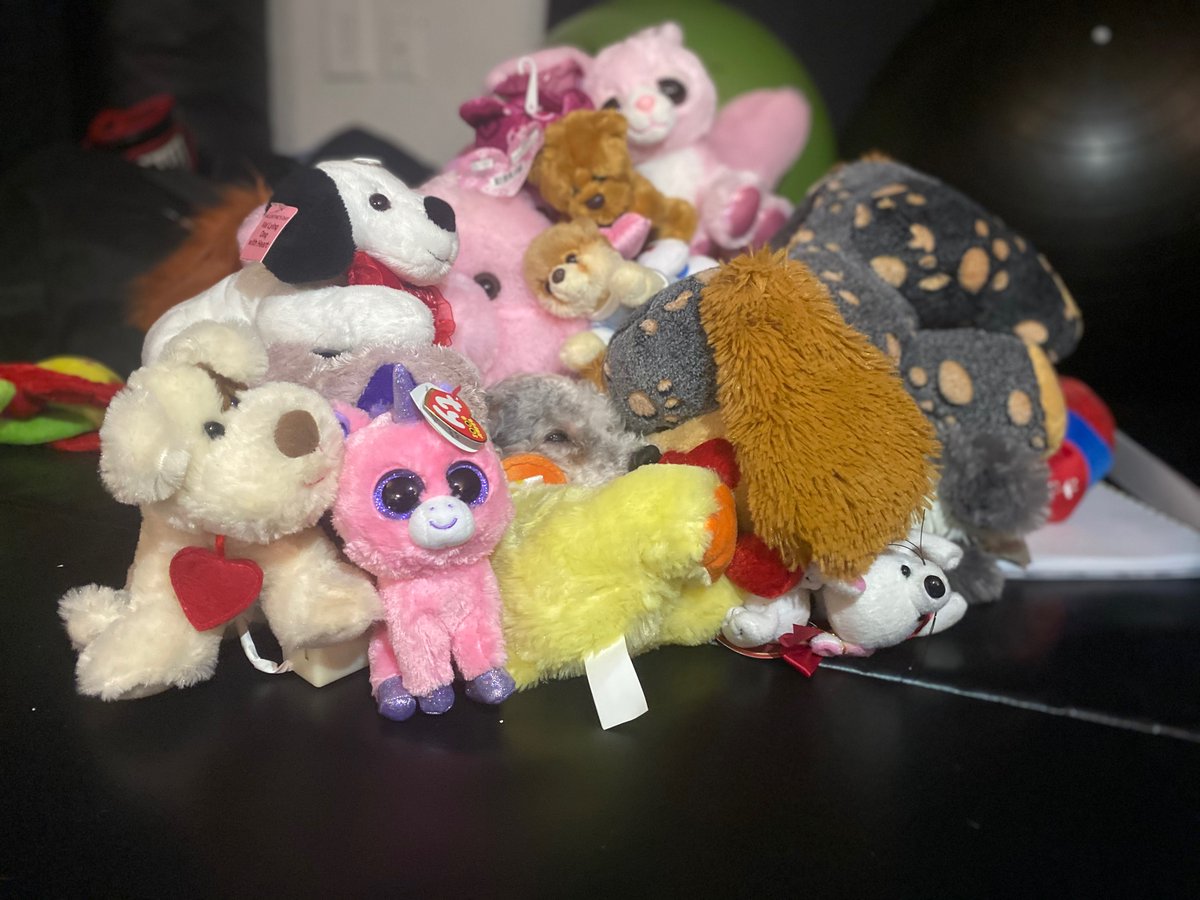 PatchesWorld's tweet photo. Can you find me? 

#petlovers #doglovers #Poodles #OldDogs #petco #dogmemes #petsupermarket #DogoftheDay https://t.co/p8Y2HX8hhz