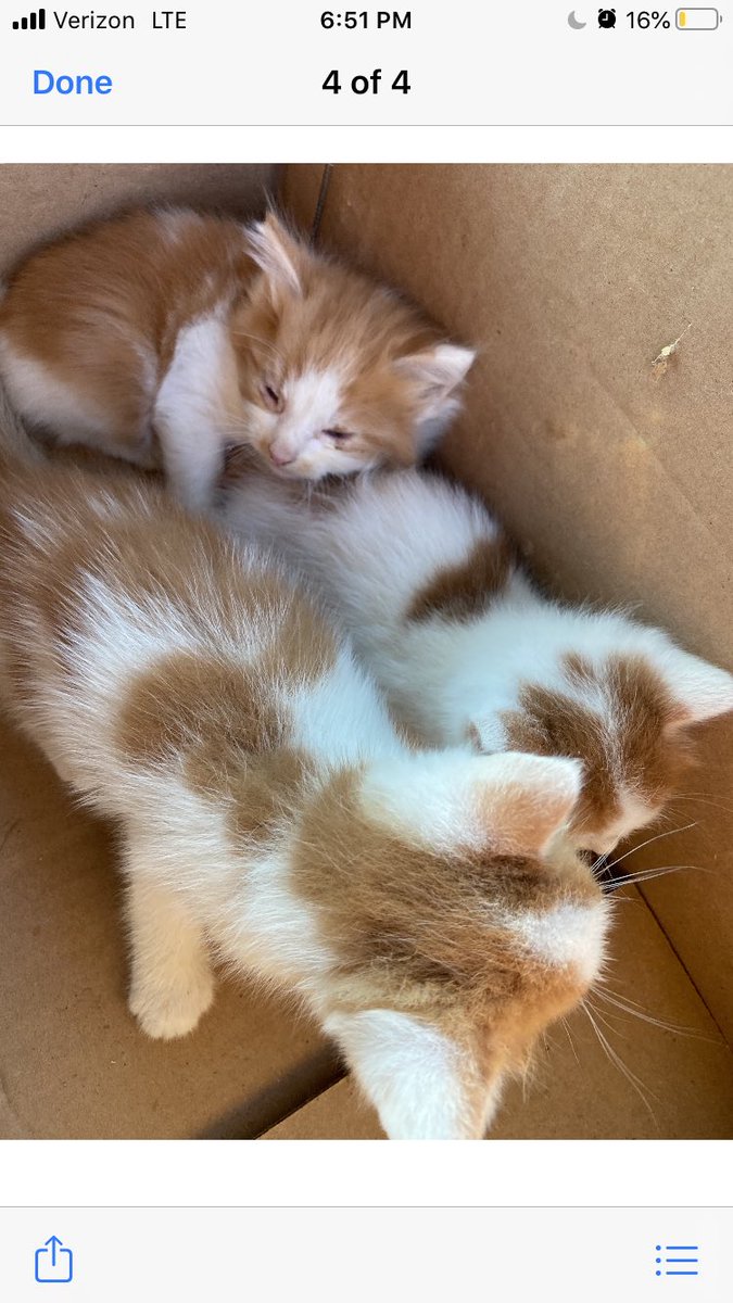 MichieJaay's tweet photo. We just got some kitties! From seeing yours @nailogical made me so excited to get these! https://t.co/G6f67a9wFH