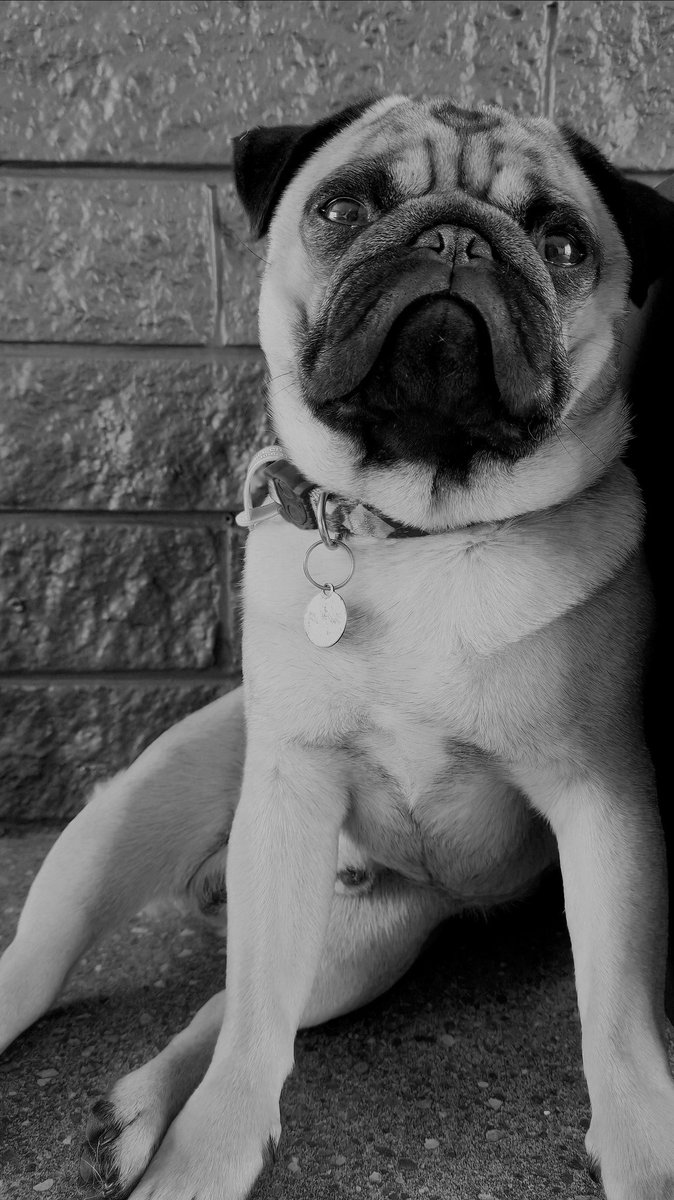 Does having a dog child mean that I can celebrate father's day? I'll claim it anyway 😂 #frankthepug #pug #fathersday2020