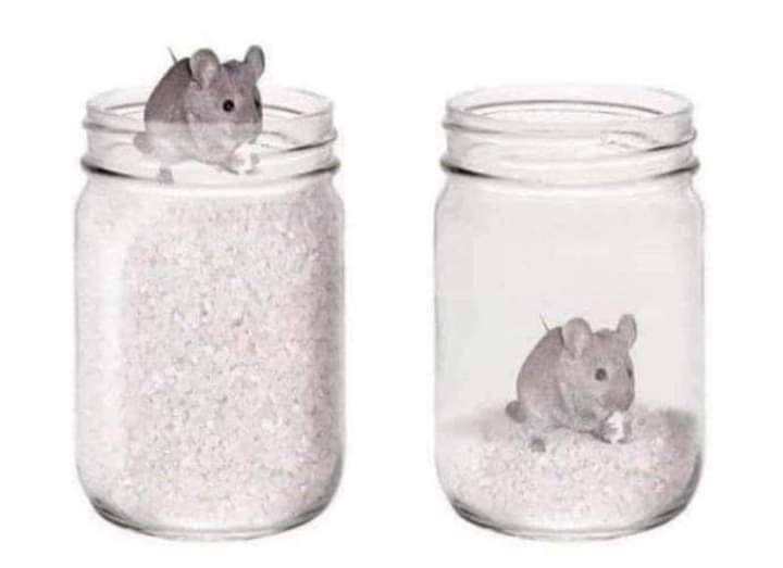 1/4-This is how the professionals get trapped into SISI-Single Income, Single Identity. A mouse was put at the top of a jar filled with grains. He was too happy to find so much of food around him. Now he doesn't need to run around searching for food and can happily lead his life.