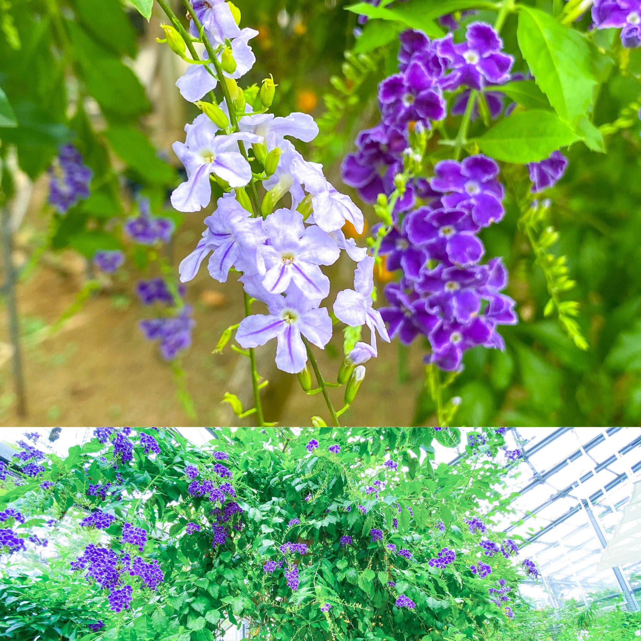 日比谷花壇大船フラワーセンター 公式 Ar Twitter グリーンハウスで デュランタ がよく咲いています お菓子のようなあま い香りがしますので是非嗅いでみてください 美味しそうですよ 色も薄紫 濃い紫 白と色々あります 大船フラワーセンター デュランタ