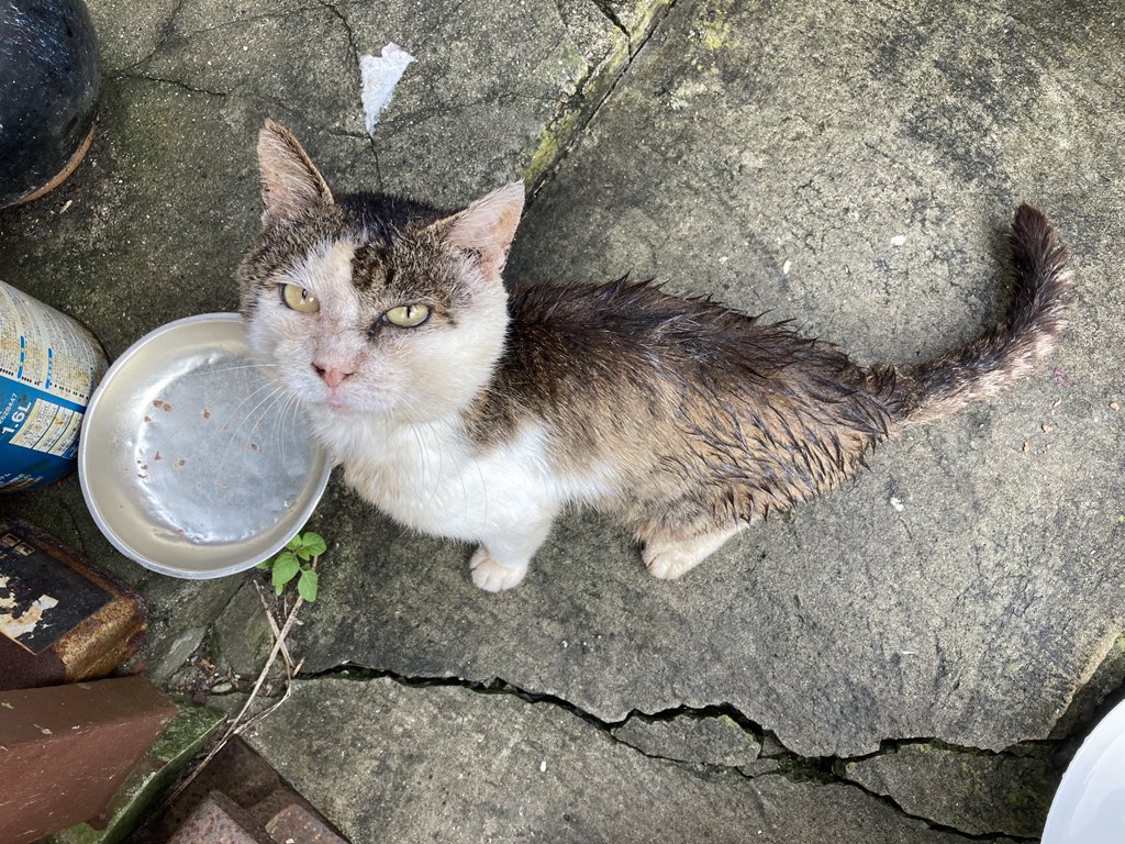 こんにちは。朝方の雨も止んで、蒸し暑い #田代島 です。ご来島のお客様は、熱中症対策と感染予防対策にご協力をお願い致します🙇‍♀️
画像は珍しく朝から来てくれたキジ白くん。お目当ての猫缶を完食しておかわりの催促です😅
#StaySafe #猫島 #ねこ #ネコ #田代島クロネコ堂 #tashirojima #CatsOfTwitter