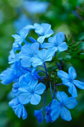 ismailvvsp's tweet photo. শুভ সকাল ☘️ https://t.co/dAvC3UOZKZ