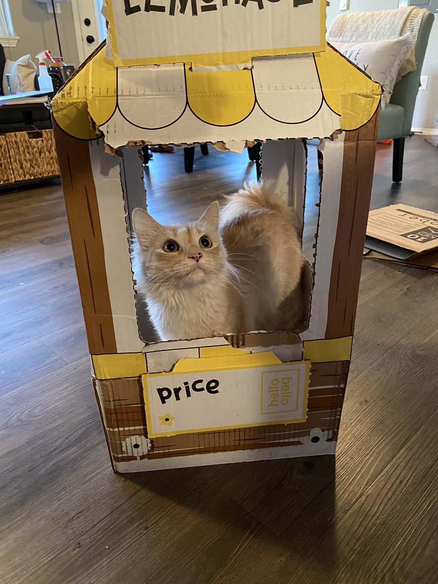 zjnewsom's tweet photo. We don’t have a baby yet but we got our first @HelloBello box today and had a volunteer to man our #HBLemonAid stand! Had to do it to support the cause! https://t.co/1yiWqijuM1