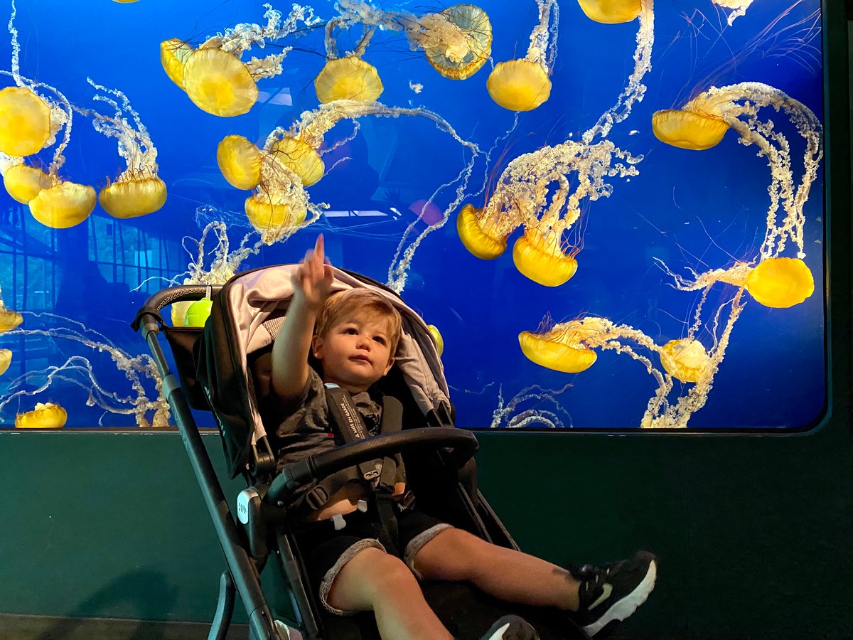 Thank you for the memories <a href="/vanaqua/">Vancouver Aquarium</a>, Hayden 💕  his 1st visit! Please let us know how we all can support you so you can come back bigger &amp; even better for the next 70 years!