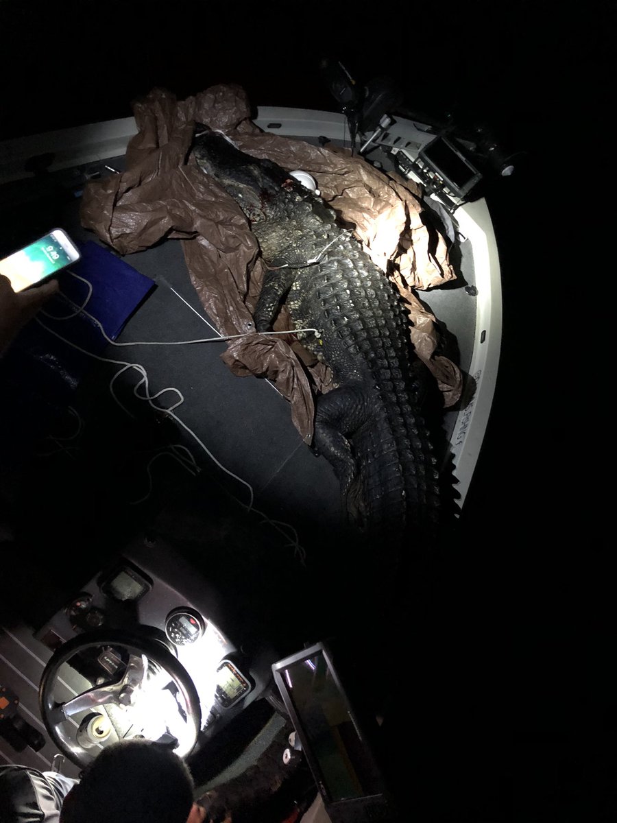 t_timms's tweet image. Was a good hunt!!! #floridaboys #floridashit #gatorhunting #gator