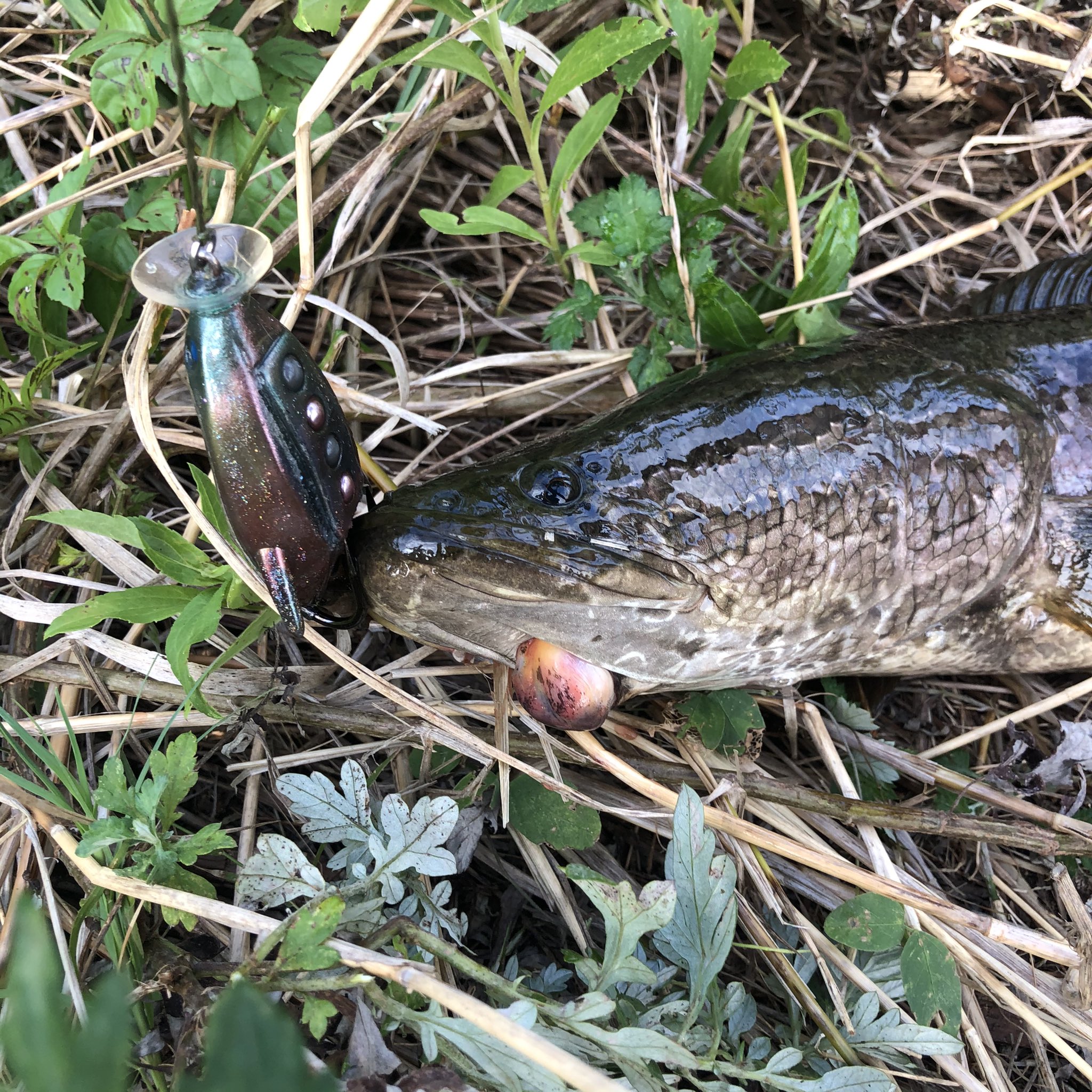 Old North Butt またポッパーに頼ってしまった ダンゴを投げ続けて2時間 全くアタックが無く ポッパーに変えた1投目で 何か腫瘍のような大きなできものがある魚がでした そしてやっぱり危険な暑さ ライギョ 雷魚 ライギョ釣り 雷魚釣り