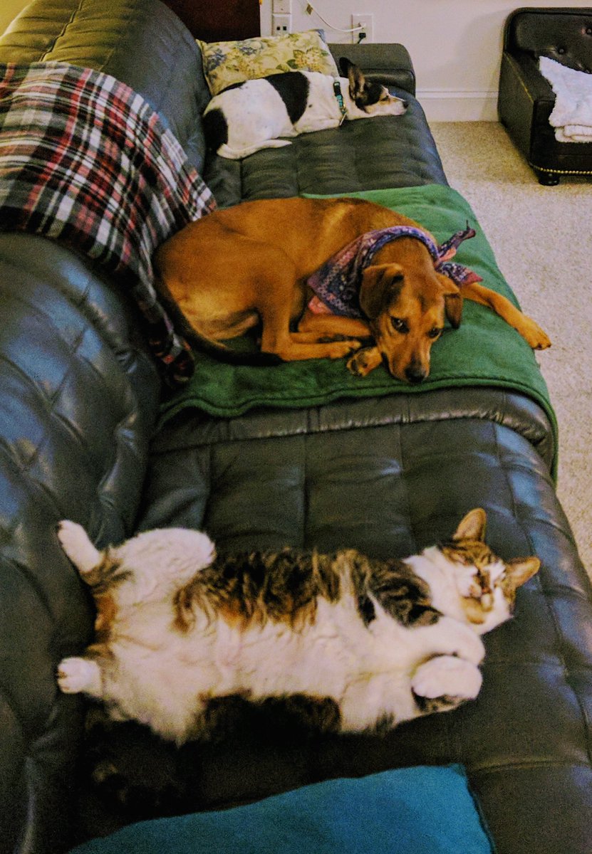fang_lone's tweet photo. @Elainaaaa3 @heyitsmaebel Mine is more about belly rubs, soft couches, and naps. But you do you. https://t.co/euETJ8rF3Q