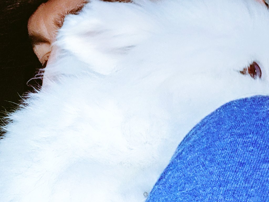 JustifydWarrior's tweet photo. I love this little dude every day & twice on Sunday ๐ค
Wish I could show u what he's rly doing here (impossible if not IRL) ๐
He's got his face squished up next to mine (as sibling rabbits do) & he's "grooming me" (licking my shirt) while I groom him ๐
#MerlinTheMagicBunny https://t.co/CfG80JFugn