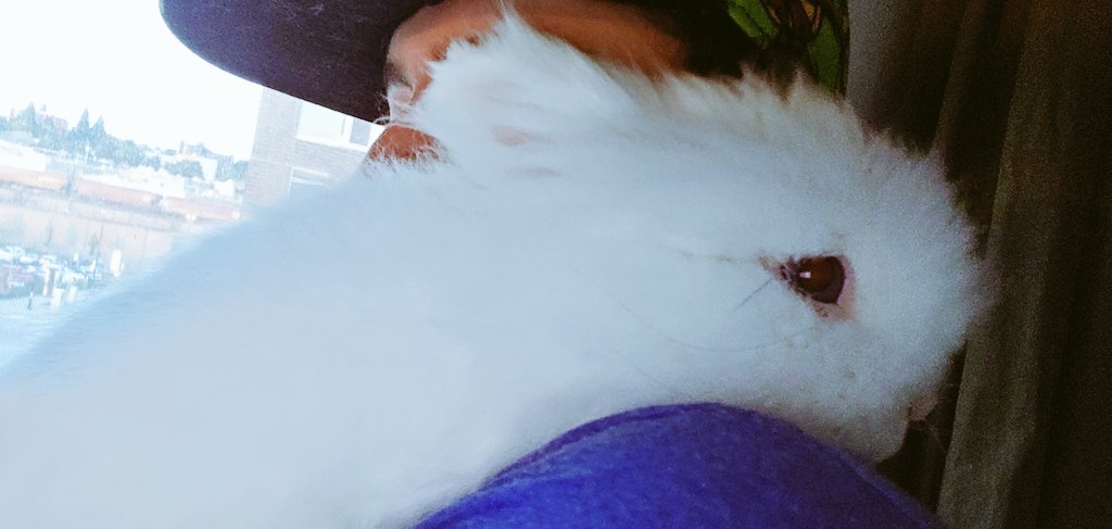 JustifydWarrior's tweet photo. I love this little dude every day & twice on Sunday ๐ค
Wish I could show u what he's rly doing here (impossible if not IRL) ๐
He's got his face squished up next to mine (as sibling rabbits do) & he's "grooming me" (licking my shirt) while I groom him ๐
#MerlinTheMagicBunny https://t.co/CfG80JFugn