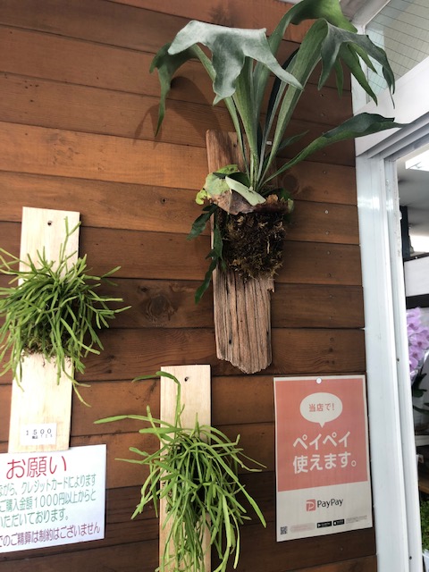 モモサワ生花店 コウモリランの壁掛けを作成いたしました お値段は3300円 5500円とお手頃に設定いたしました お部屋のアクセントにいかがですか 小さいのは葦サボテンです ホームページ T Co Gowlzhzxac からご注文承ります コウモリラン