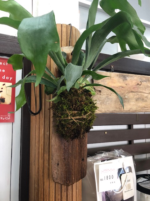 モモサワ生花店 コウモリランの壁掛けを作成いたしました お値段は3300円 5500円とお手頃に設定いたしました お部屋のアクセントにいかがですか 小さいのは葦サボテンです ホームページ T Co Gowlzhzxac からご注文承ります コウモリラン