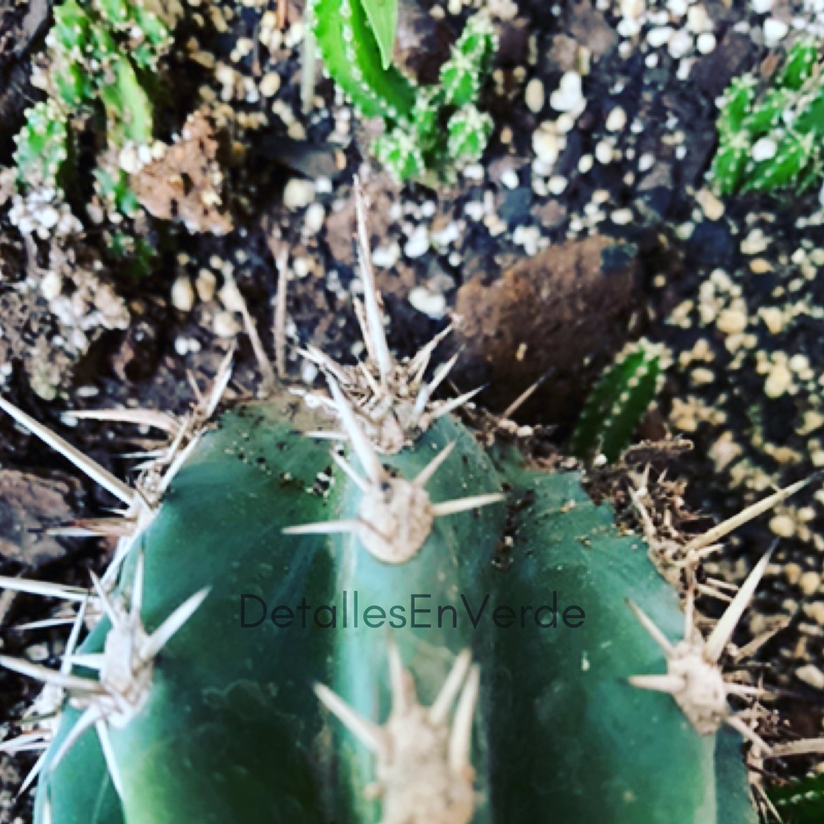 detallesenverde's tweet photo. En familia 🌵 

#detallesenverde
..

#cactusflower #cactus🌵 #cactustattoo #cactusjack #cactusmania #cactusymas #cactusysuculentas #suculenta #suculentas🌱 #cactosesuculentas #cetaceans #jardines #jardineria #planta #naturephotograpy https://t.co/Lo2s4ynqyr