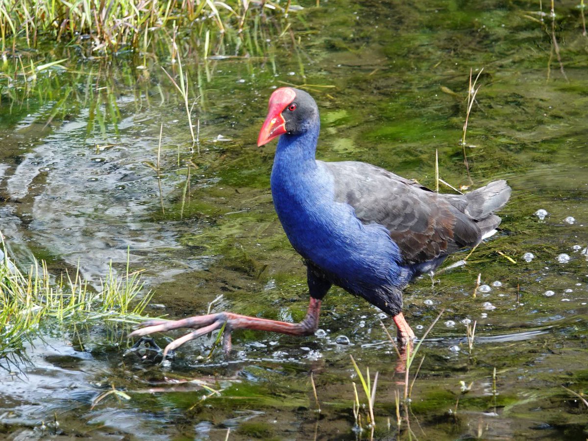 jacqui_aotearoa's tweet image. New recruit at the #MinistryofSillyWalks 

#Katikati #pūkeko #JohnCleese #MrTeabag #MontyPython #montypythonsflyingcircus @JohnCleese