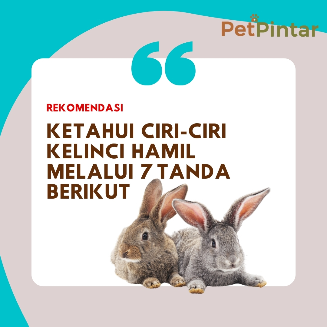 PetPintar's tweet photo. Pada saat memasuki beberapa usia kehamilan, kamu bisa dengan mudah mengetahui ciri-ciri kelinci hamil dengan mudah, loh. 

Yuk, cek semuanya disini!
https://t.co/asusH4iy0p
.
.
.
.
.
#rabbits #rabbitlove #cutebunny #bunniesworldwide #bunnylove #kelincihamil #merawatkelinci https://t.co/qH9fEwN2YO