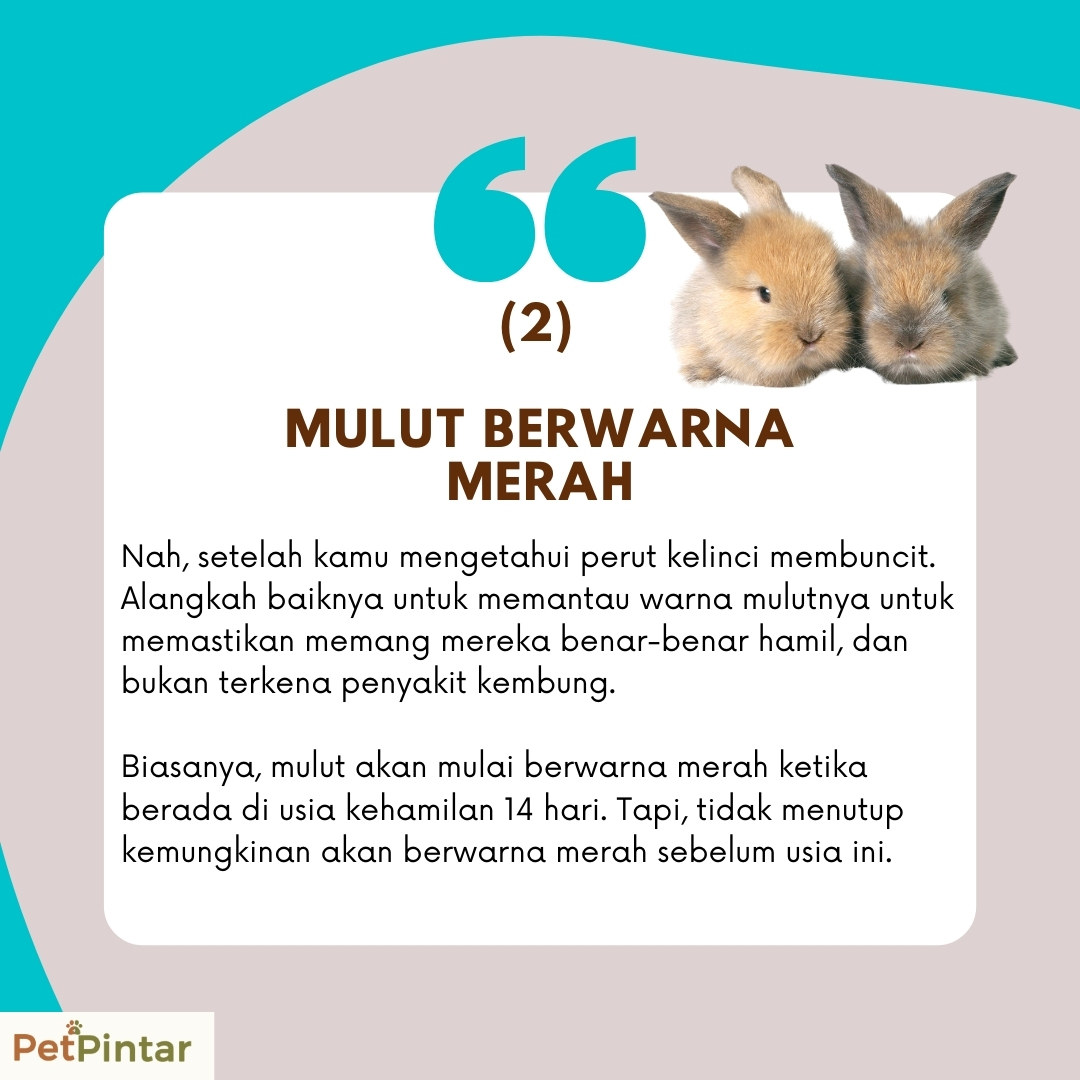 PetPintar's tweet photo. Pada saat memasuki beberapa usia kehamilan, kamu bisa dengan mudah mengetahui ciri-ciri kelinci hamil dengan mudah, loh. 

Yuk, cek semuanya disini!
https://t.co/asusH4iy0p
.
.
.
.
.
#rabbits #rabbitlove #cutebunny #bunniesworldwide #bunnylove #kelincihamil #merawatkelinci https://t.co/qH9fEwN2YO