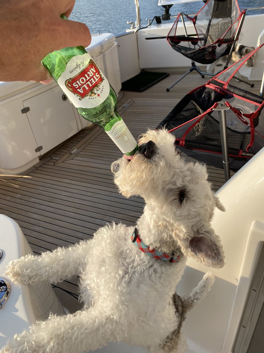 Willie says good to the last drop #stella #beer <a href="/hawgwld/">Terri Jordan</a>