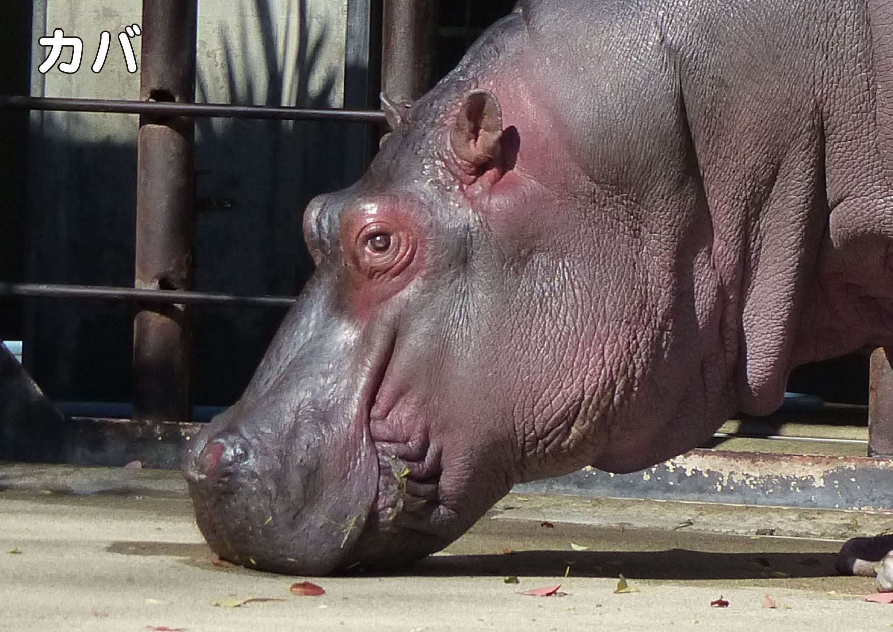 上野動物園 公式 カバ と コビトカバ の顔 ちがいがわかるかな Zooむあっぷ観察 上野動物園 公式 カバ と コビトカバ の顔 ちがいがわかるかな Zooむあっぷ観察