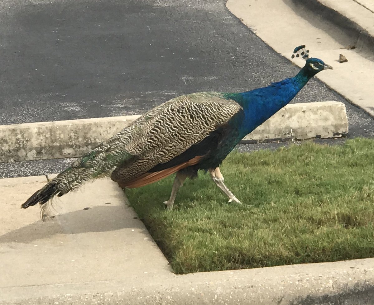 Axialmatt's tweet photo. I went out for the first time in a while today. Are these normal to be just running around now? https://t.co/VAdMyBM5qQ