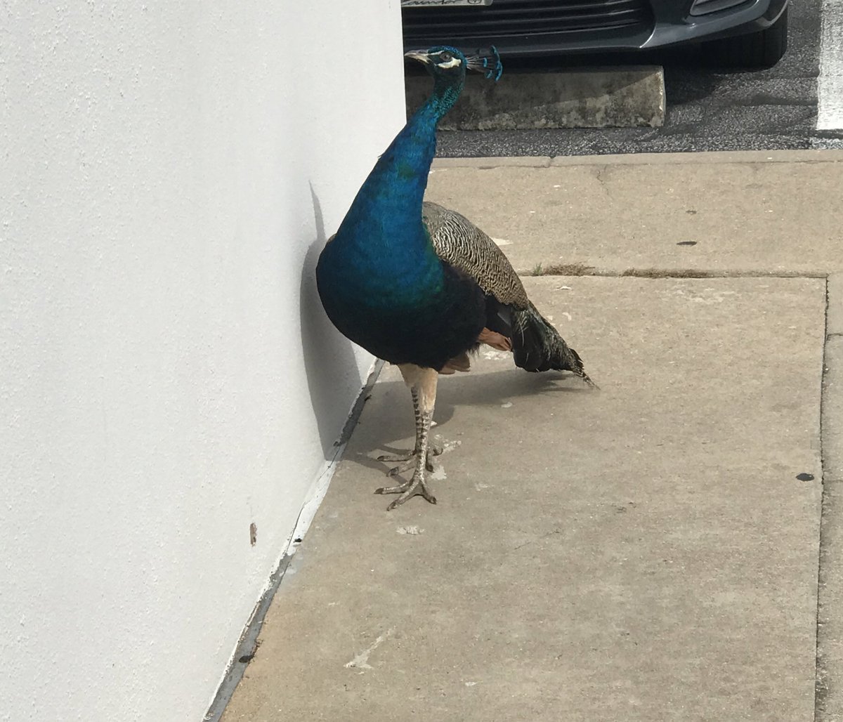 Axialmatt's tweet photo. I went out for the first time in a while today. Are these normal to be just running around now? https://t.co/VAdMyBM5qQ