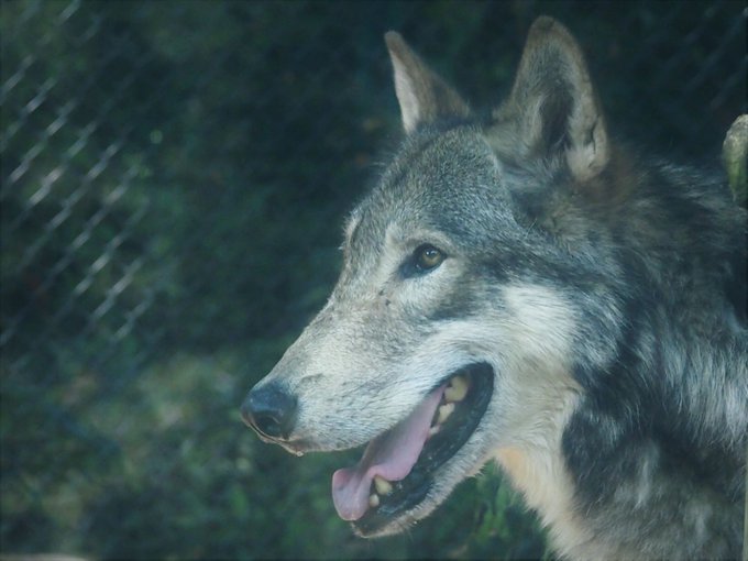 Ginjiroさん がハッシュタグ シンリンオオカミ をつけたツイート一覧 1 Whotwi グラフィカルtwitter分析